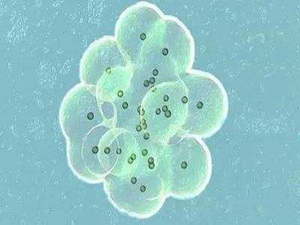 易試管助孕_第三代試管嬰兒一般多少次比較好？三代試管嬰兒一般做多少次比較好？