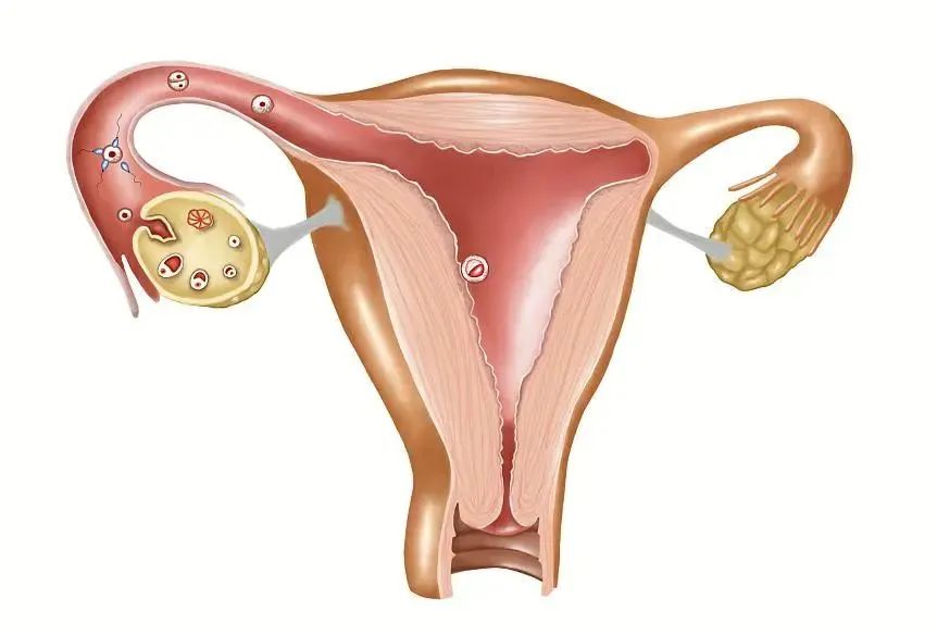 移植后，胚胎發(fā)育緩慢怎么辦？