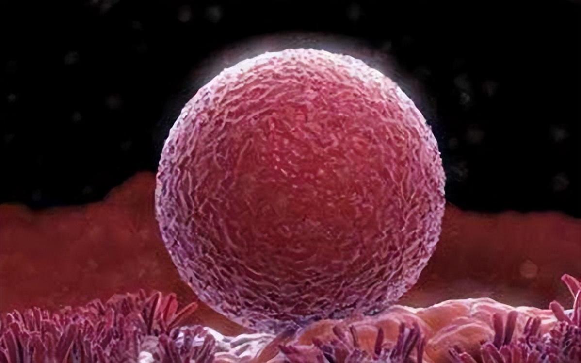 試管嬰兒 | 為什么我取到十幾顆卵子，卻只配成幾個(gè)胚胎？