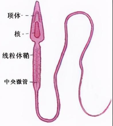 染色體+精子質(zhì)量三大檢查，男性孕前必查利器