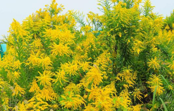 孕婦懷上貴子的7個(gè)征兆，出現(xiàn)這些現(xiàn)象說明孩子是“福報(bào)”