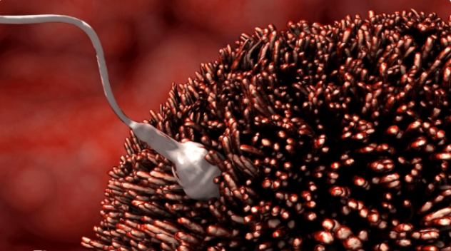 高齡做試管嬰兒為什么胚胎質(zhì)量普遍都不好？