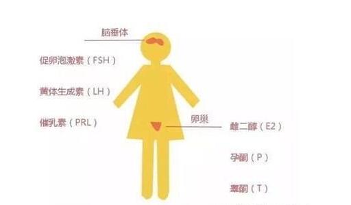 備孕檢查找準時間，不要白跑一趟！