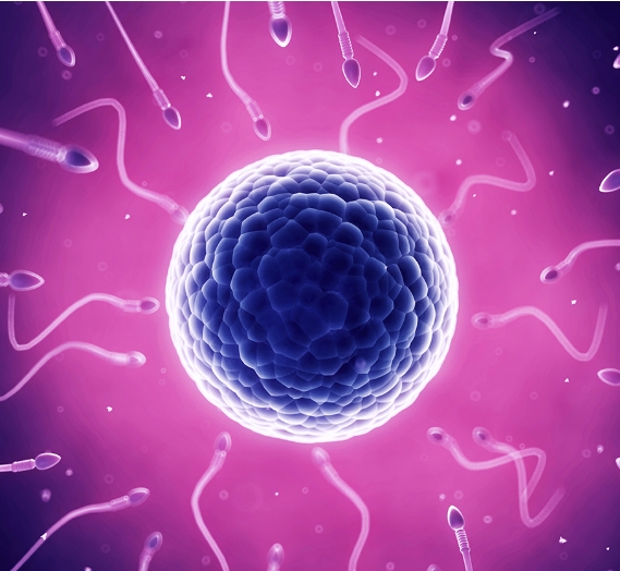 做試管嬰兒吃二甲雙胍的作用是什么？