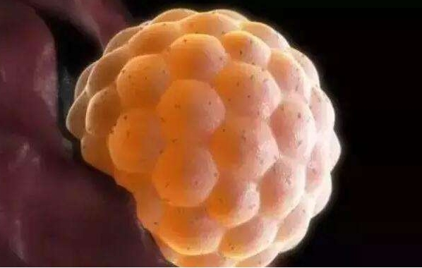 做試管嬰兒取精前禁欲會影響移植結(jié)果嗎？