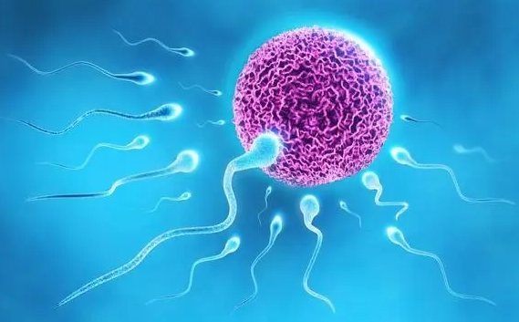 為什么做試管嬰兒胎停的幾率比自然受孕大？