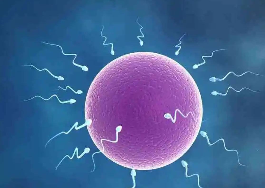 試管嬰兒人工取精的流程是什么？