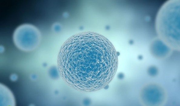 取精前喝酒會(huì)影響試管嬰兒成功率嗎？