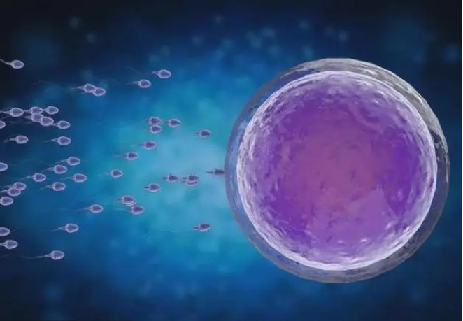 試管嬰兒凍胚移植和囊胚移植的成功率哪個(gè)比較高？