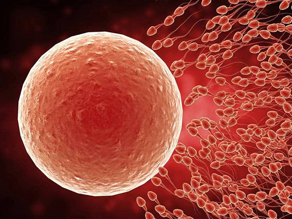 內(nèi)膜厚度14.4做試管嬰兒移植的成功率是多少？