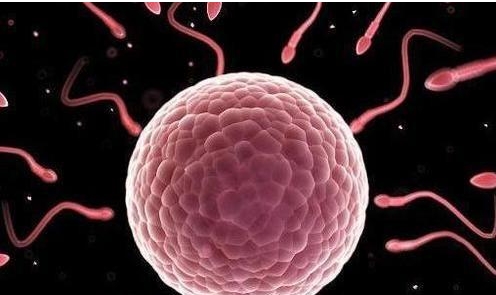 冷凍胚胎是按照數(shù)量收費嗎？