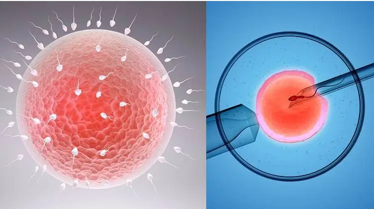 做試管嬰兒鮮胚移植打達(dá)必佳有什么用？