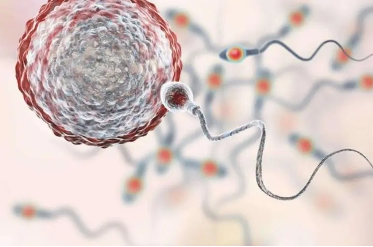 試管嬰兒胎心消失的原因是什么？