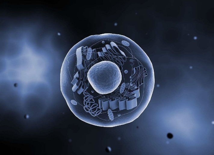 試管嬰兒經(jīng)期檢查的項(xiàng)目有哪些？