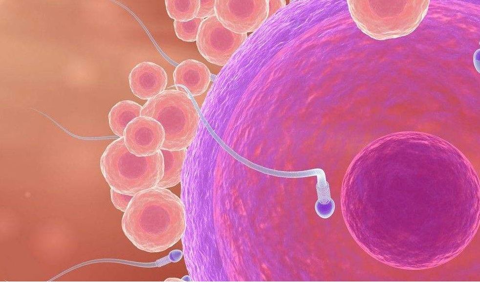 自身有結(jié)核菌會(huì)影響試管嬰兒成功率嗎？