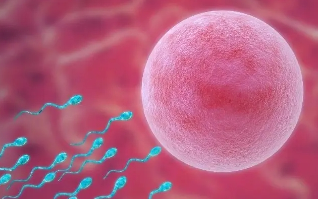 子宮內(nèi)膜過薄是否應(yīng)該放棄試管移植？