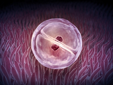 在高溫天氣做試管嬰兒需要注意什么？