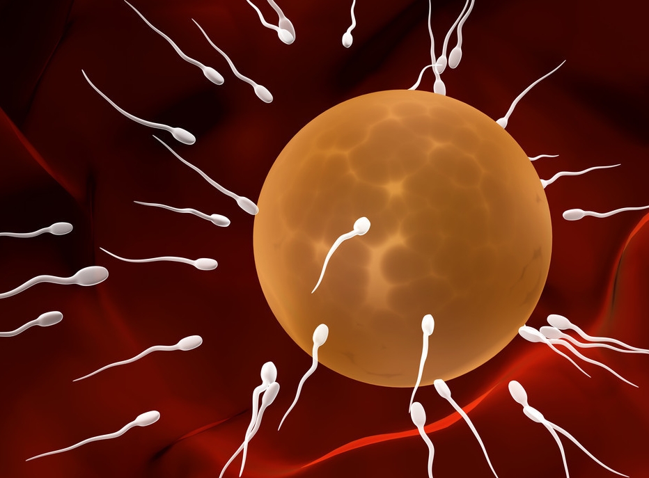 沒有子宮但有卵巢的女性如何生育？