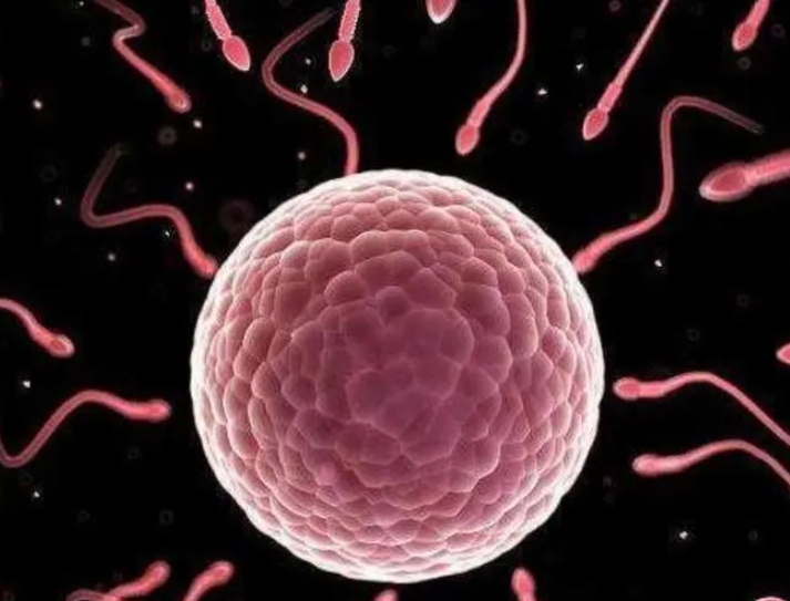 做試管期間為什么會出現(xiàn)谷丙轉(zhuǎn)氨酶升高的情況？