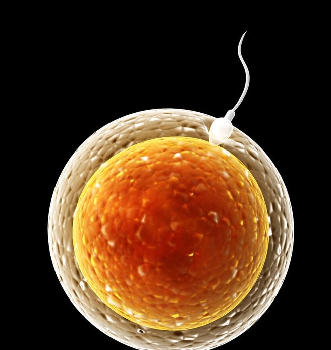 凍囊胚的解凍過程會對胚胎造成損傷嗎？