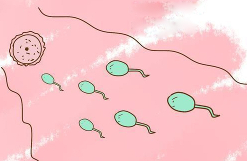 做試管嬰兒穿刺取精但是自身沒精子應(yīng)該怎么解決？