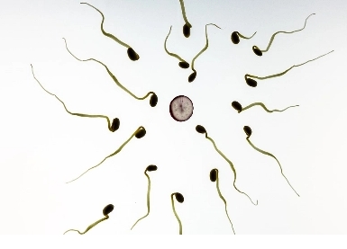  胚胎冷凍幾年后可以拿來做試管嬰兒嗎？