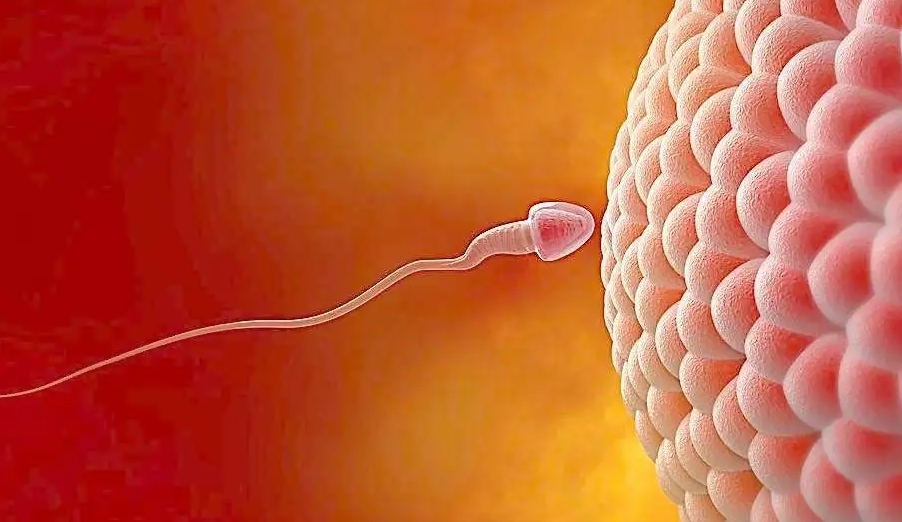 試管嬰兒進(jìn)周前后需要做些什么？