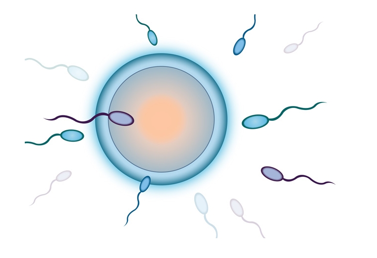 試管嬰兒移植后白細胞增多是著床成功了嗎？