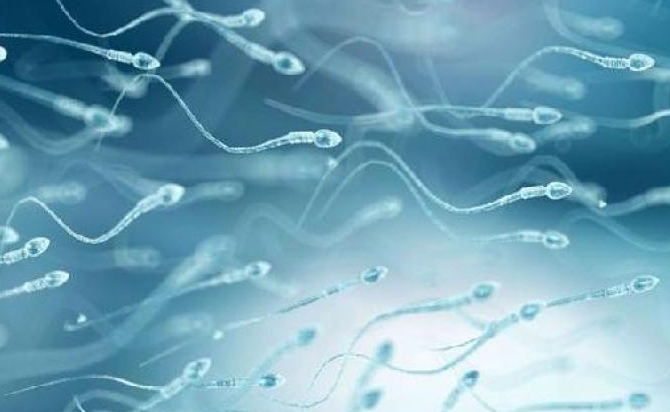 在試管嬰兒降調(diào)期間可以吃紅棗嗎？