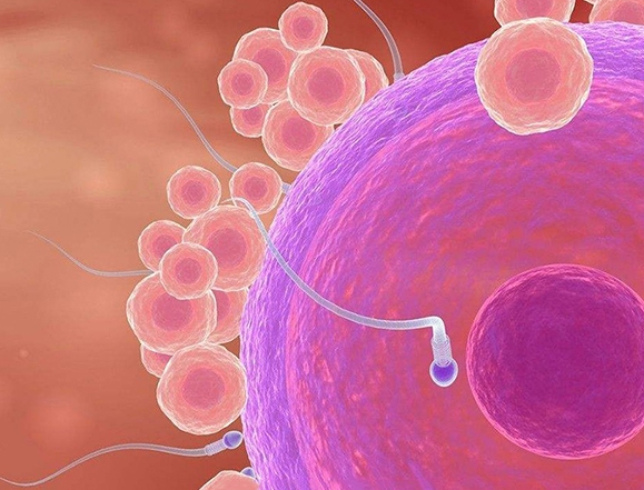 做試管嬰兒長(zhǎng)方案移植新鮮胚胎還是冷凍胚胎比較好？