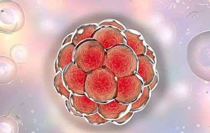 試管嬰兒手術(shù)后要注意什么？要在床上躺多久？