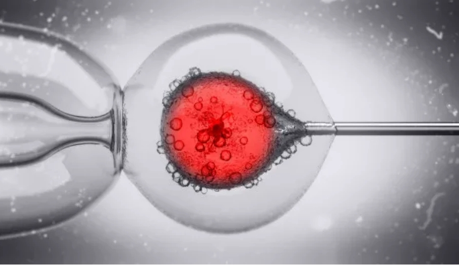 試管嬰兒優(yōu)質(zhì)胚胎養(yǎng)囊的成功率高嗎？