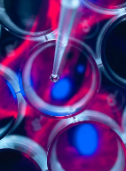 利用干細(xì)胞有哪些神奇作用？前景如何？