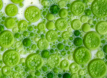 自體干細(xì)胞移植價(jià)格貴嗎？如何影響治療選擇？