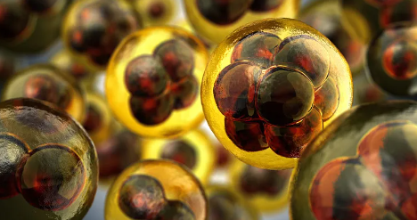 提取干細(xì)胞生孩子費用，安全性與成功率分析？