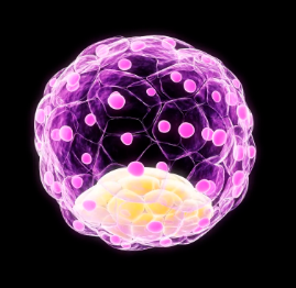 糖原核干細(xì)胞作用及其臨床應(yīng)用前景？