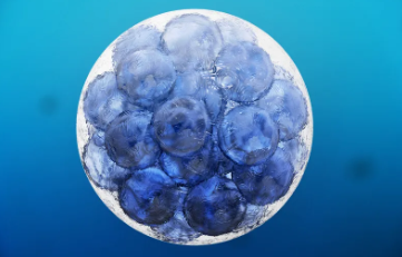 CLK干細(xì)胞在治療中扮演什么角色？其具體作用是什么？