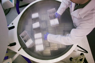 間充質(zhì)干細(xì)胞成骨分化過程詳解。