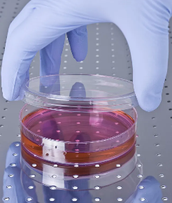 **干細(xì)胞捐獻(xiàn)費用標(biāo)準(zhǔn)是多少，合法嗎？