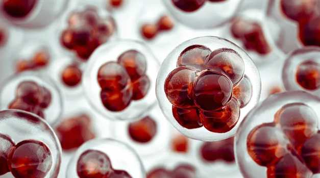 造血干細(xì)胞有哪些細(xì)胞類型？其功能是什么？