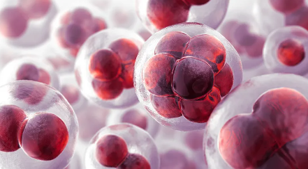 韓國干細(xì)胞移植技術(shù)如何？與國際水平相比如何？