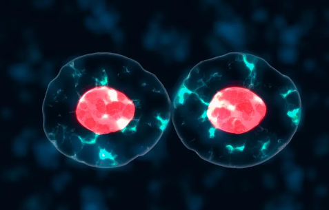 干細(xì)胞基因克隆技術(shù)解析：應(yīng)用前景如何？