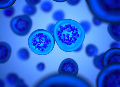 干細(xì)胞移植治療淋巴瘤過程是怎樣的？