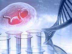 什么是囊胚移植技術(shù)?