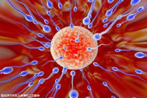 2024石家莊陽光醫(yī)院試管嬰兒醫(yī)生名單，2024各大夫助孕成功率參考