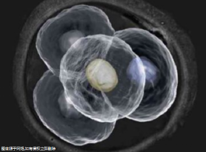 北京重慶做試管哪個醫(yī)院好？在重慶哪家醫(yī)院做試管成功率比較高？