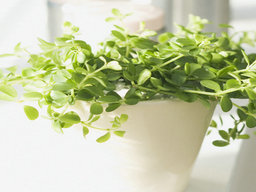 小兒感冒用藥有哪些注意事項(xiàng)