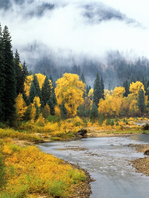 大阪細胞自噬療法：一種新興的健康趨勢