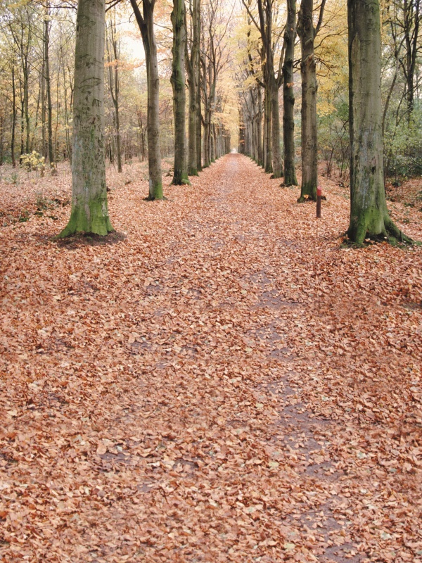 越來越多人選擇大阪細(xì)胞活療法有哪些公司，背后到底隱藏了怎樣的故事？